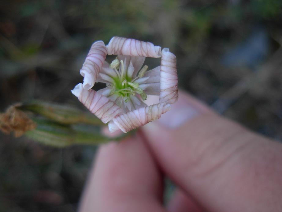 Silene italica